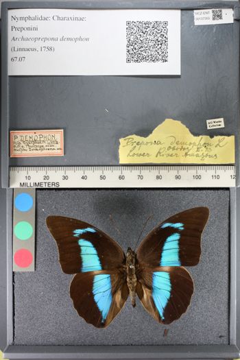 Media type: image;   Entomology 137355